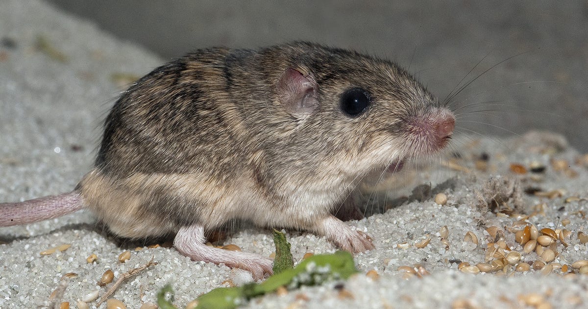 La souris la plus âgée des soins humains est une mignonne en voie de disparition