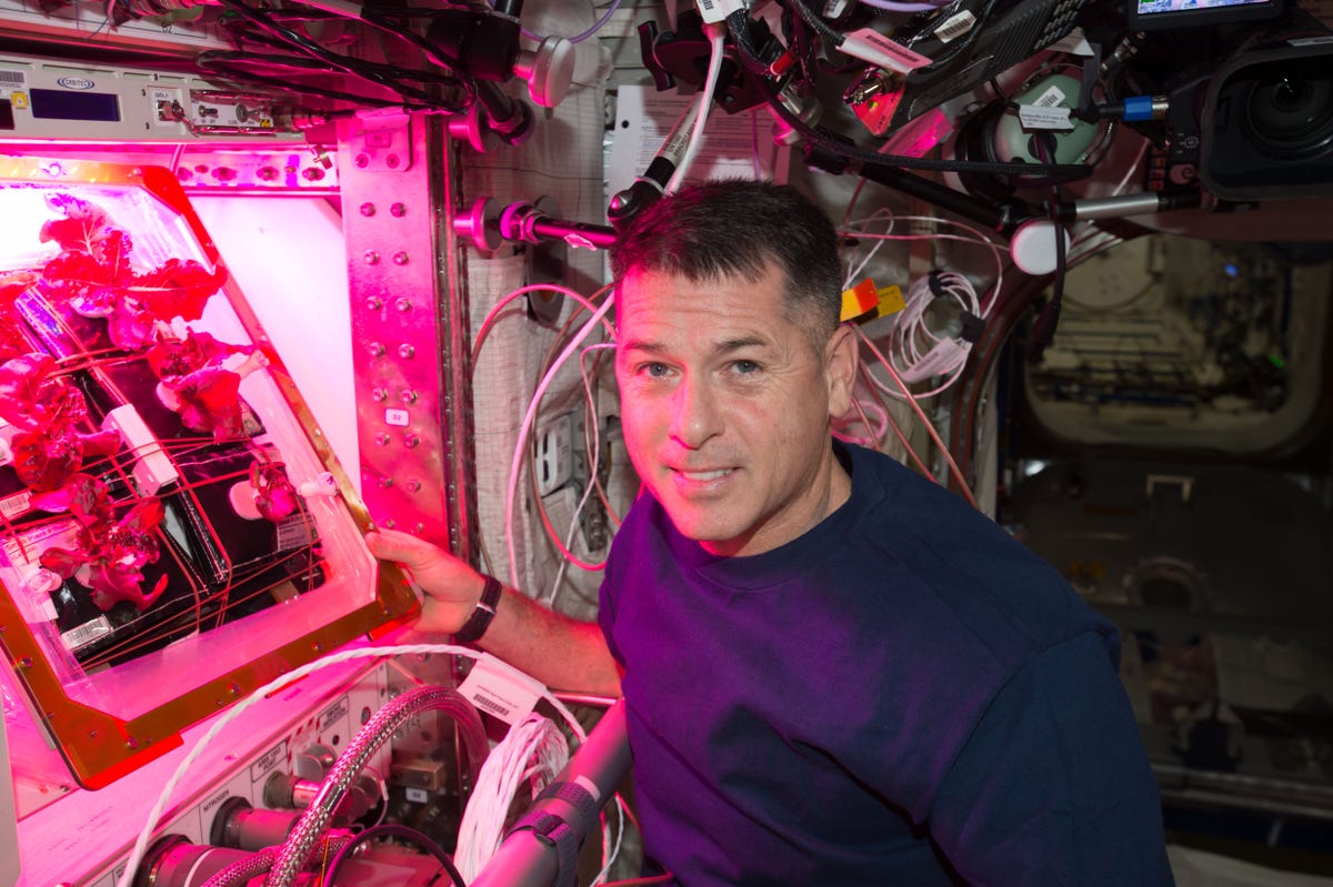 An astronaut is wearing a casual blue shirt and floating in front of lettuce growing in the Veggie contraption on the ISS. The lettuce is immersed in a hot pink light.