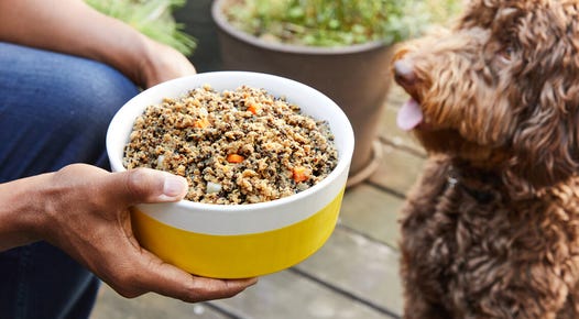 petplate food served to dog