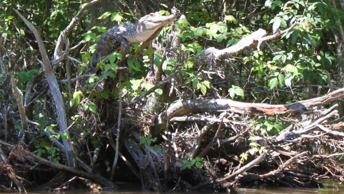 Alligator in a tree