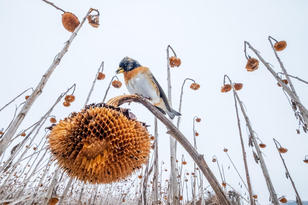 A brambling bird perches on a nodding sunflower in a field of sunflowers.