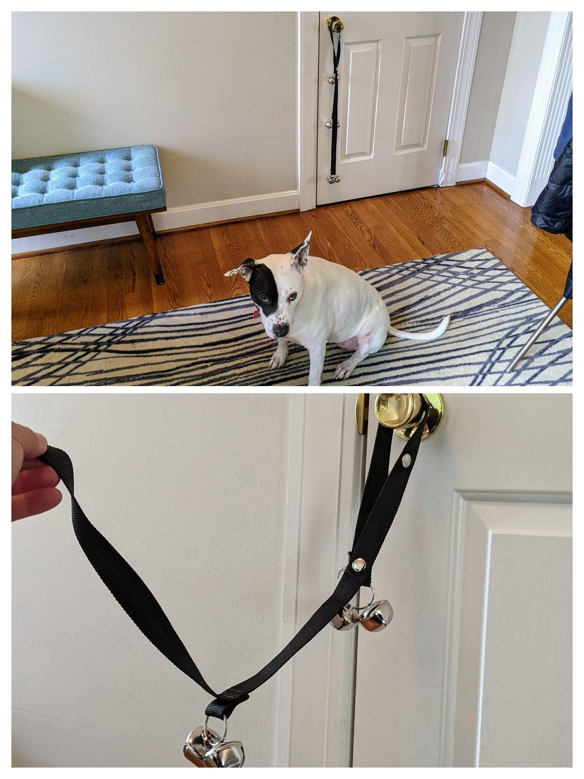 A dog and a cloth strap with bells on it that hangs from the knob on the door