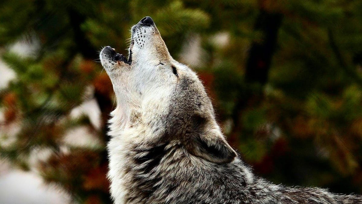 Close-Up Of Wolf Crying
