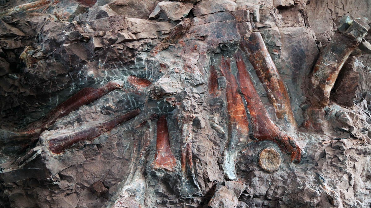 Dinosaur Fossils Wall Found In Chongqing