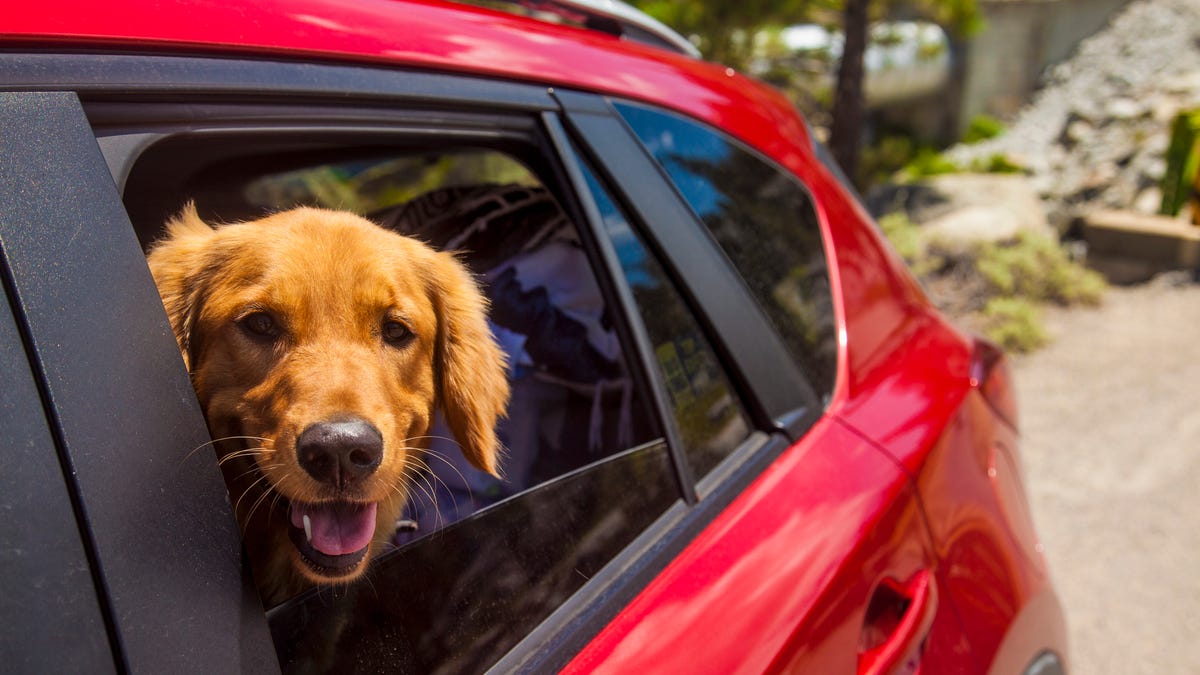 Dogs head poking out of red car window