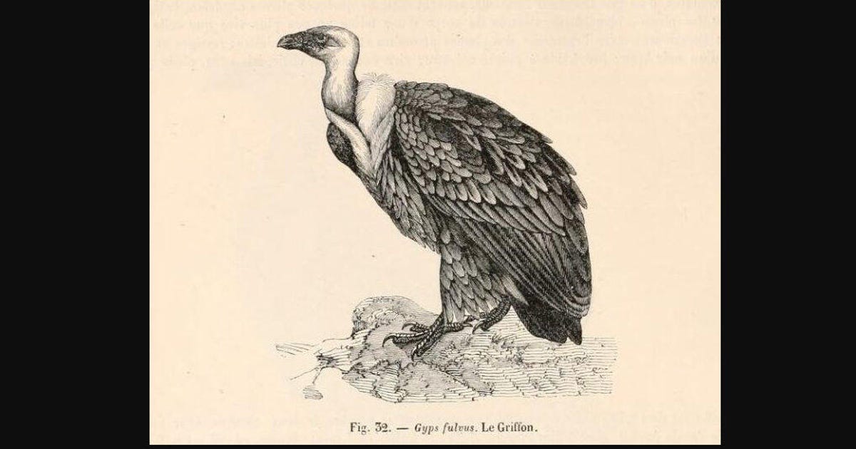 australia-s-first-fossil-vulture-was-misidentified-as-an-eagle-over-100-years-ago