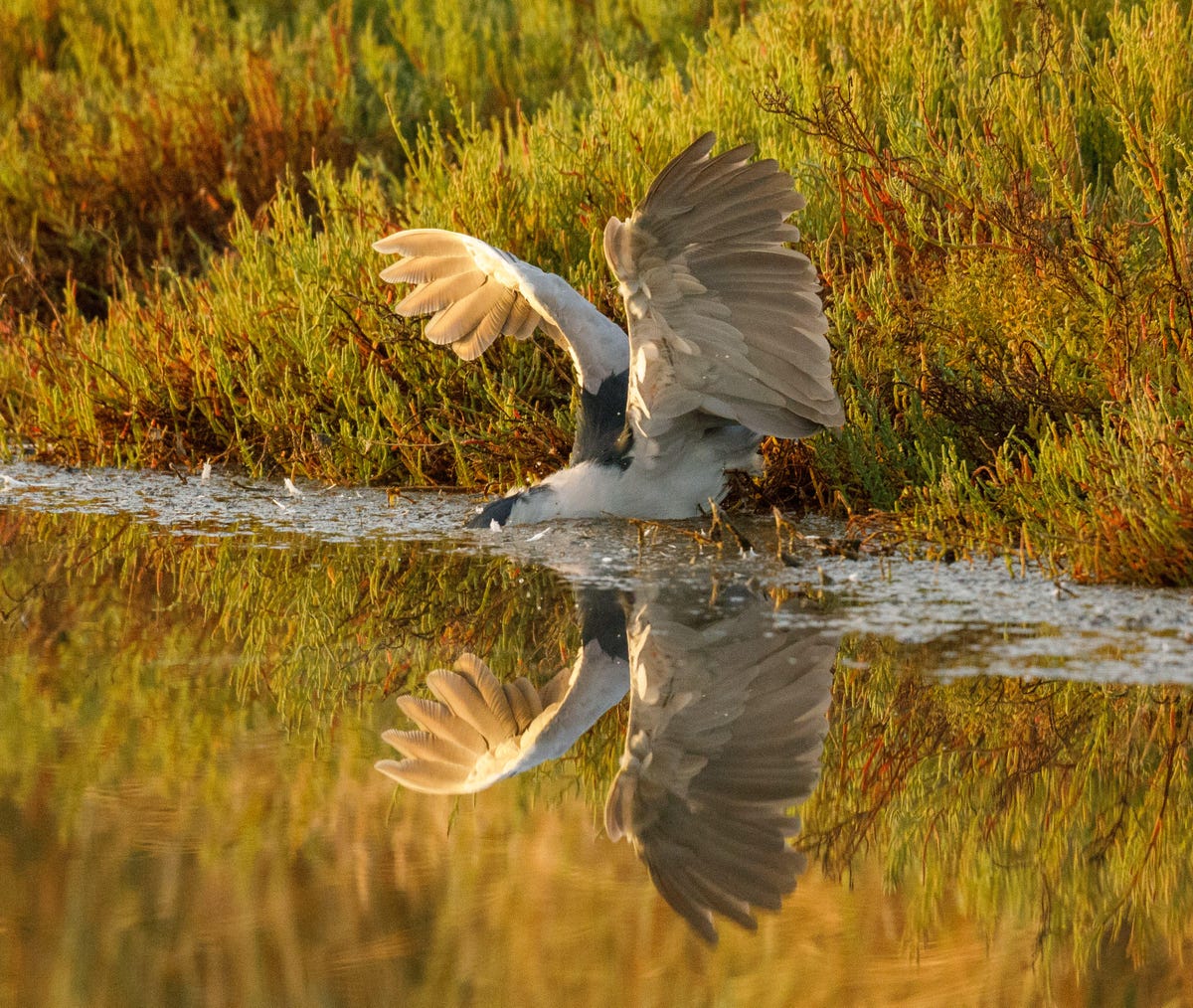 A black-crowned night heron attacks prey in the shallows of San Francisco Bay at dawn in Palo Alto.