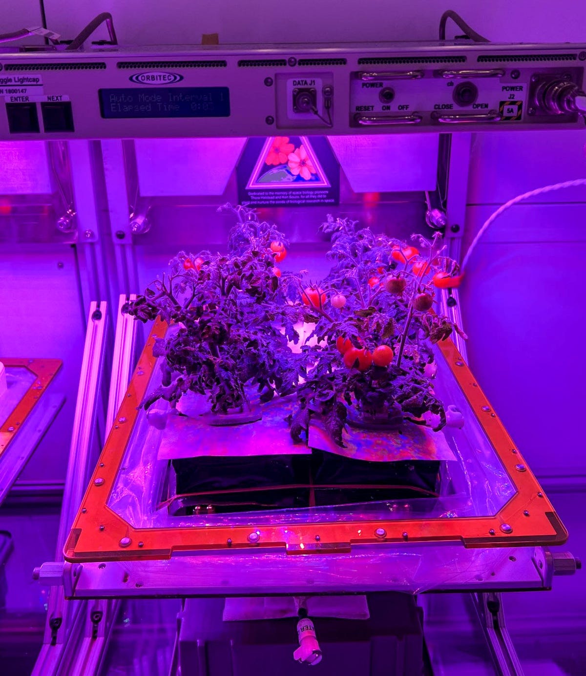 Tiny tomatoes are seen in a blueish-purple light growing in a scientific contraption.