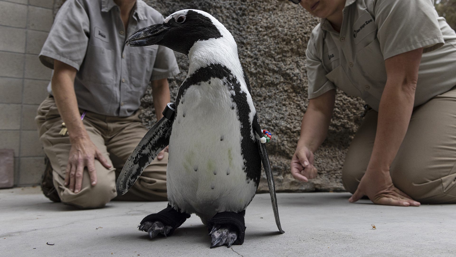 A penguin wears custom orthotic shoes as two San Diego Zoo staff members watch him.
