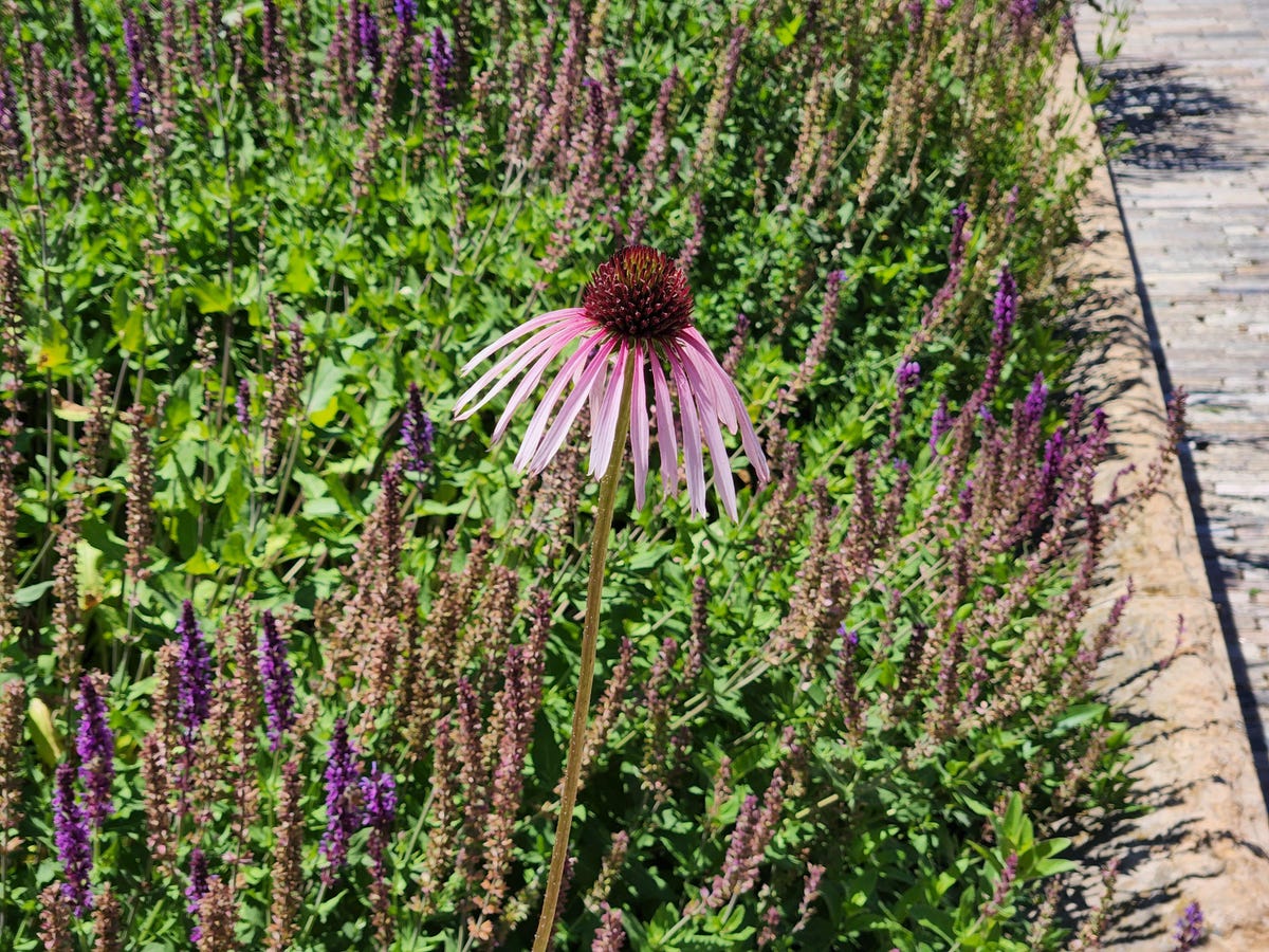 A photo of a purple flower taken on the Galaxy S22.