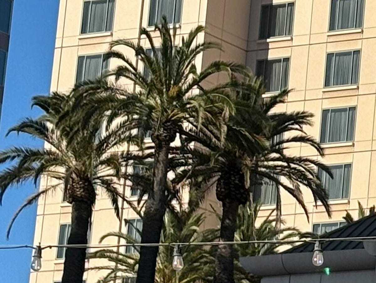 A photo of palm trees outside of a building.