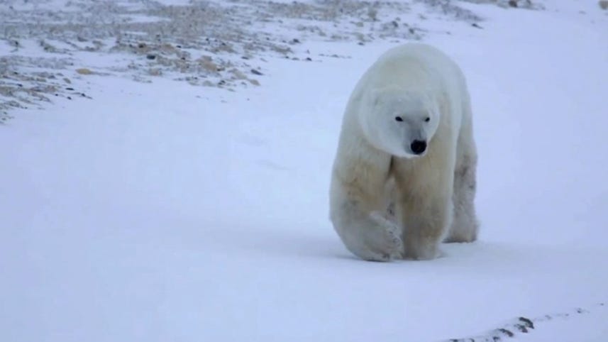 Google Maps shows polar bears in their natural habitat (Video)