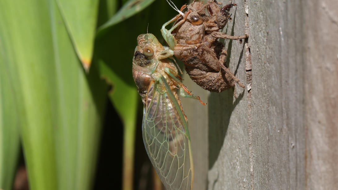 Don't Panic if Your Dog Eats a Cicada. Here's What to Know     - CNET