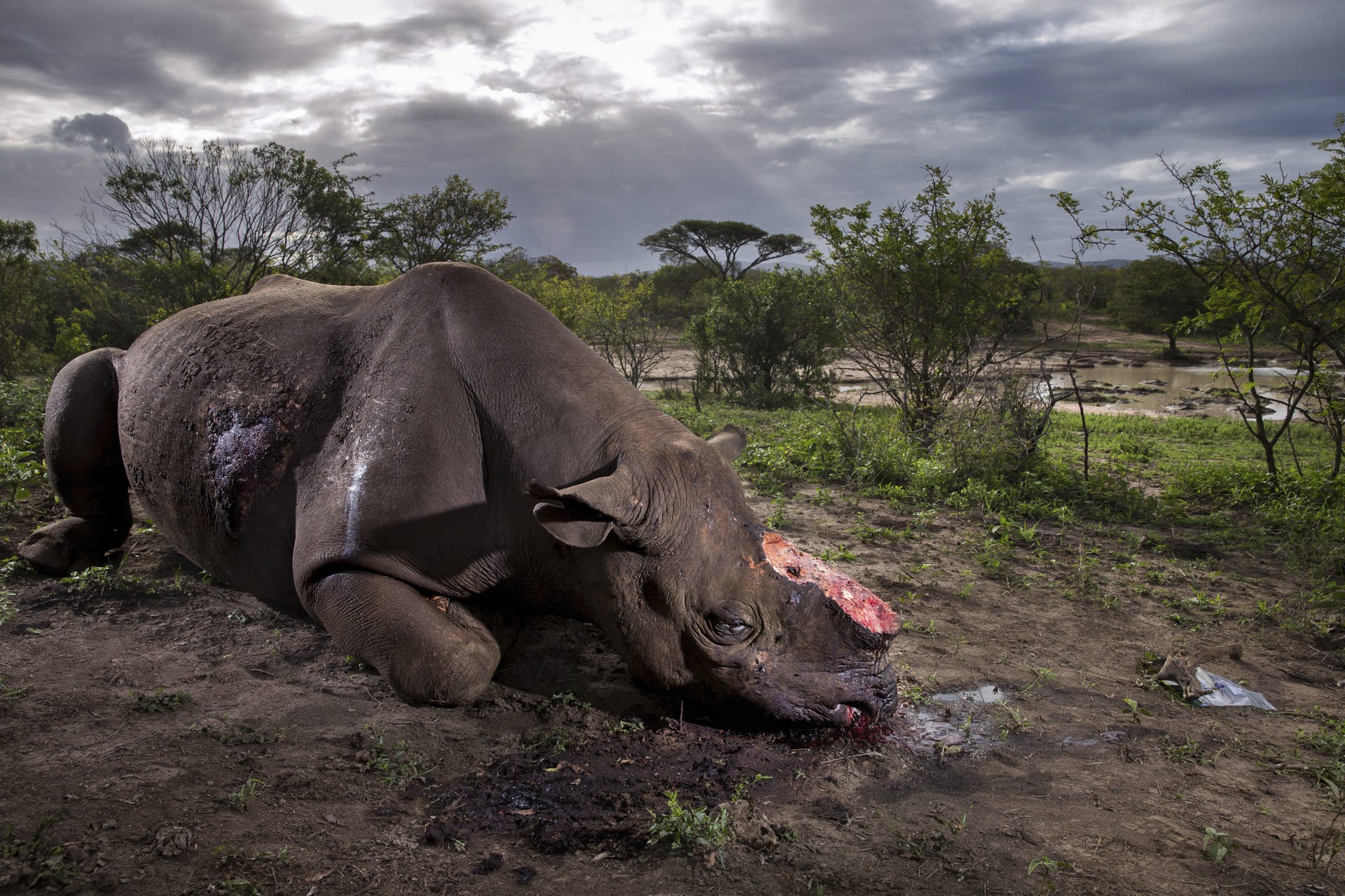 memorial-to-a-species-c-brent-stirton-wildlife-photographer-of-the-year