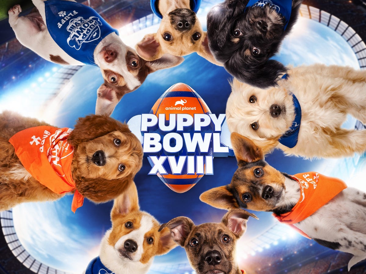 How to watch the Puppy Bowl 2022 - CNET
