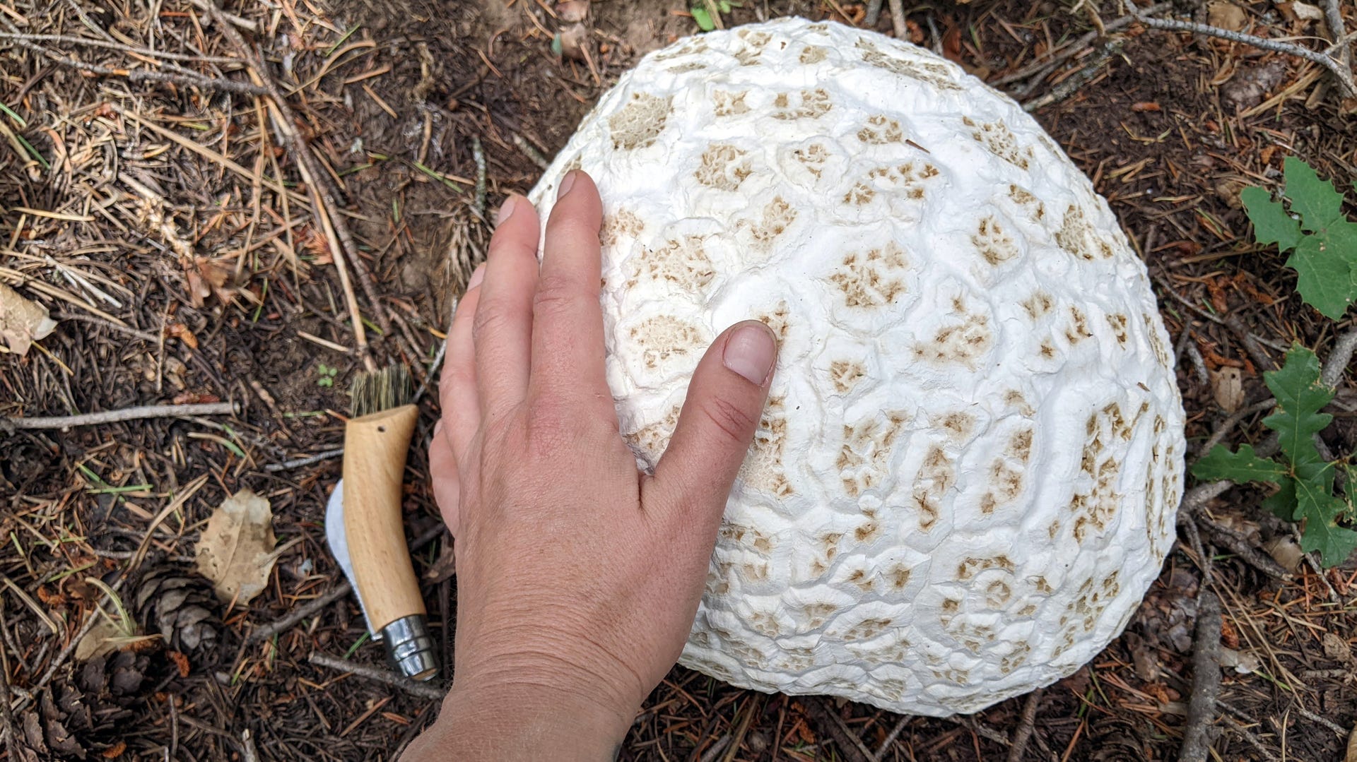 Massive, warty-looking roundish whitish puffball mushroom with a human hand on part of it.