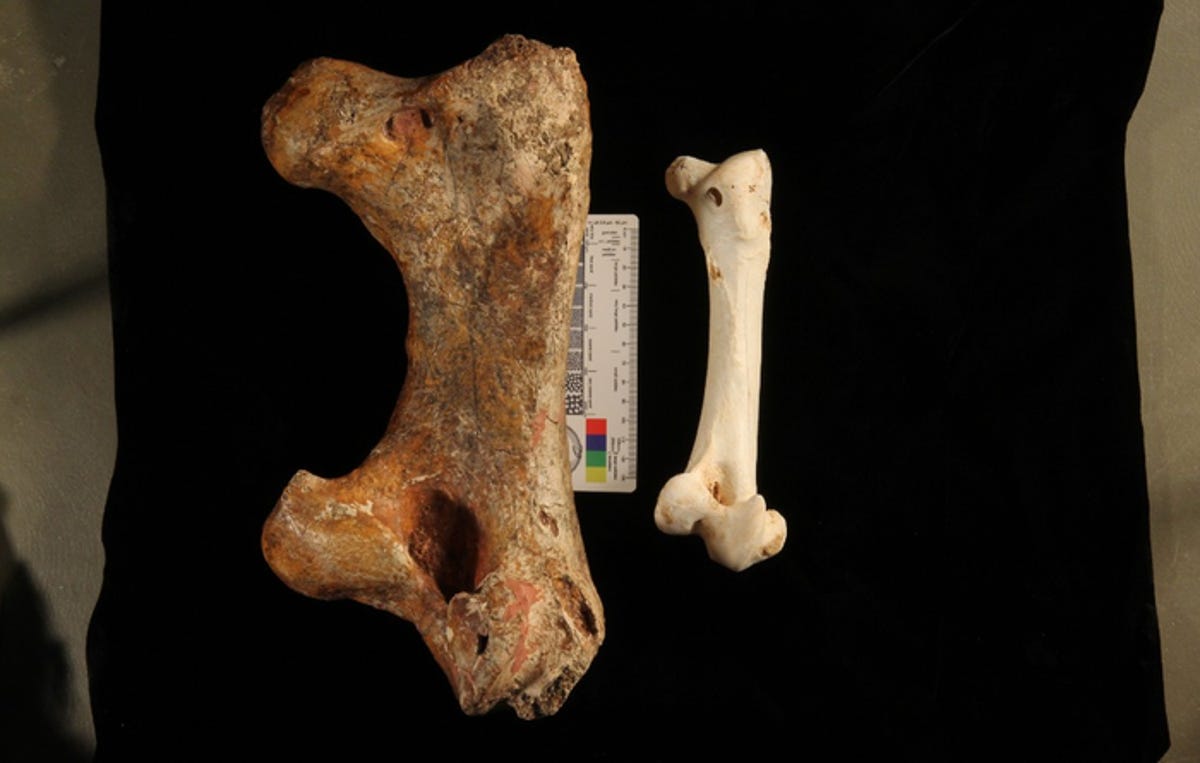 A size comparison of an emu femur on the right and a Genyornis newtoni femur on the left.