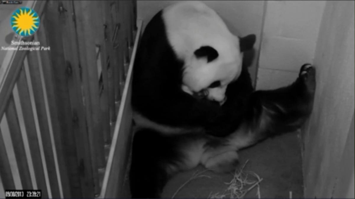 Giant Panda on cam