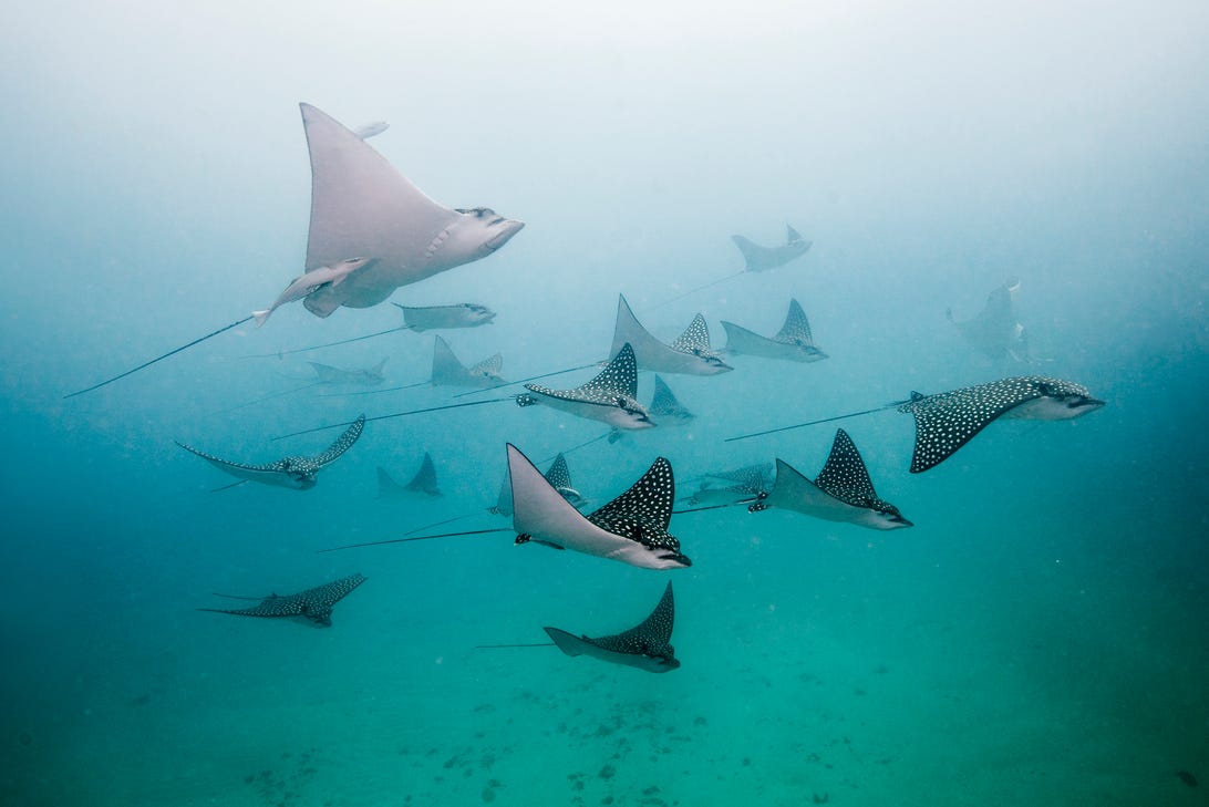 Spotted eagle rays swimming in the Atlantic Ocean.