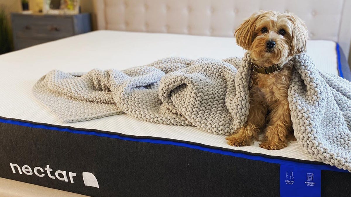 A dog wrapped in a fuzzy blanket sits on a bare Nectar mattress.