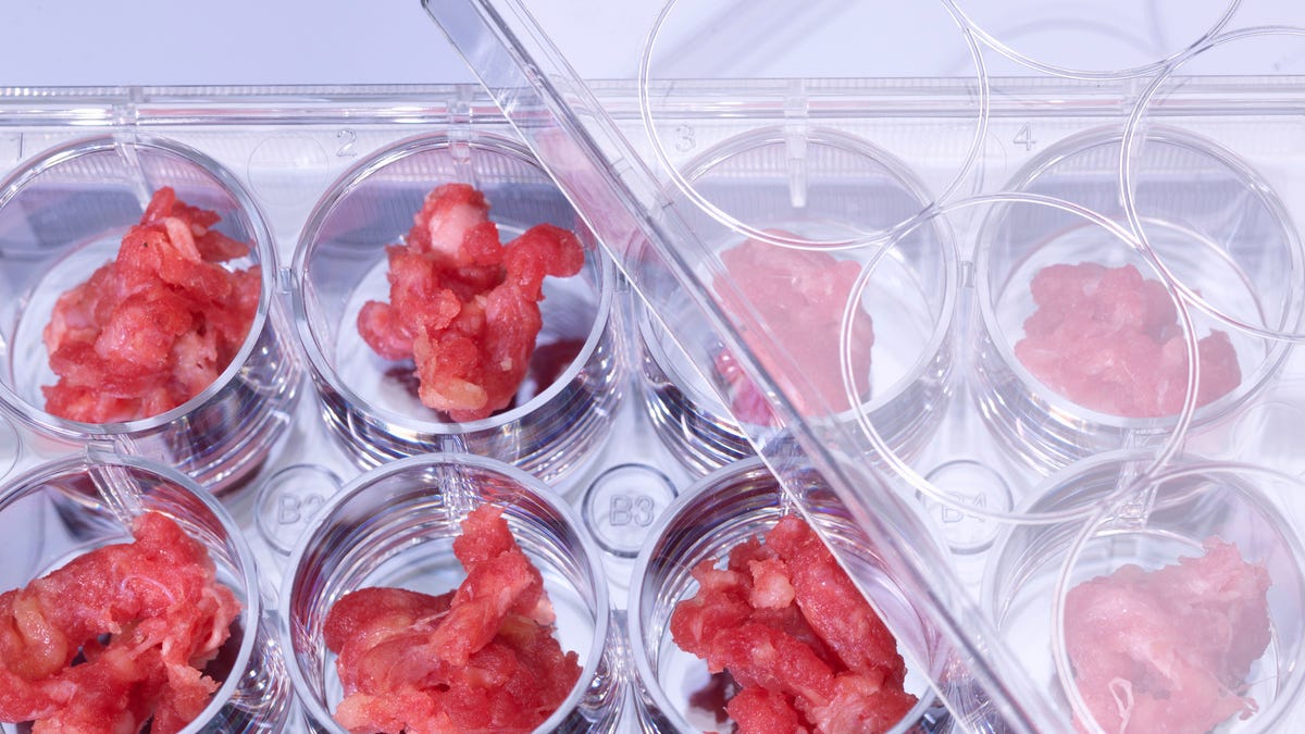 lab grown meat in petri dishes