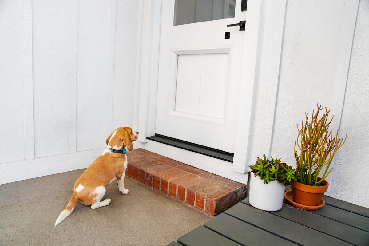 shot-17-dogdoor-outside-jumping-in-096-r5