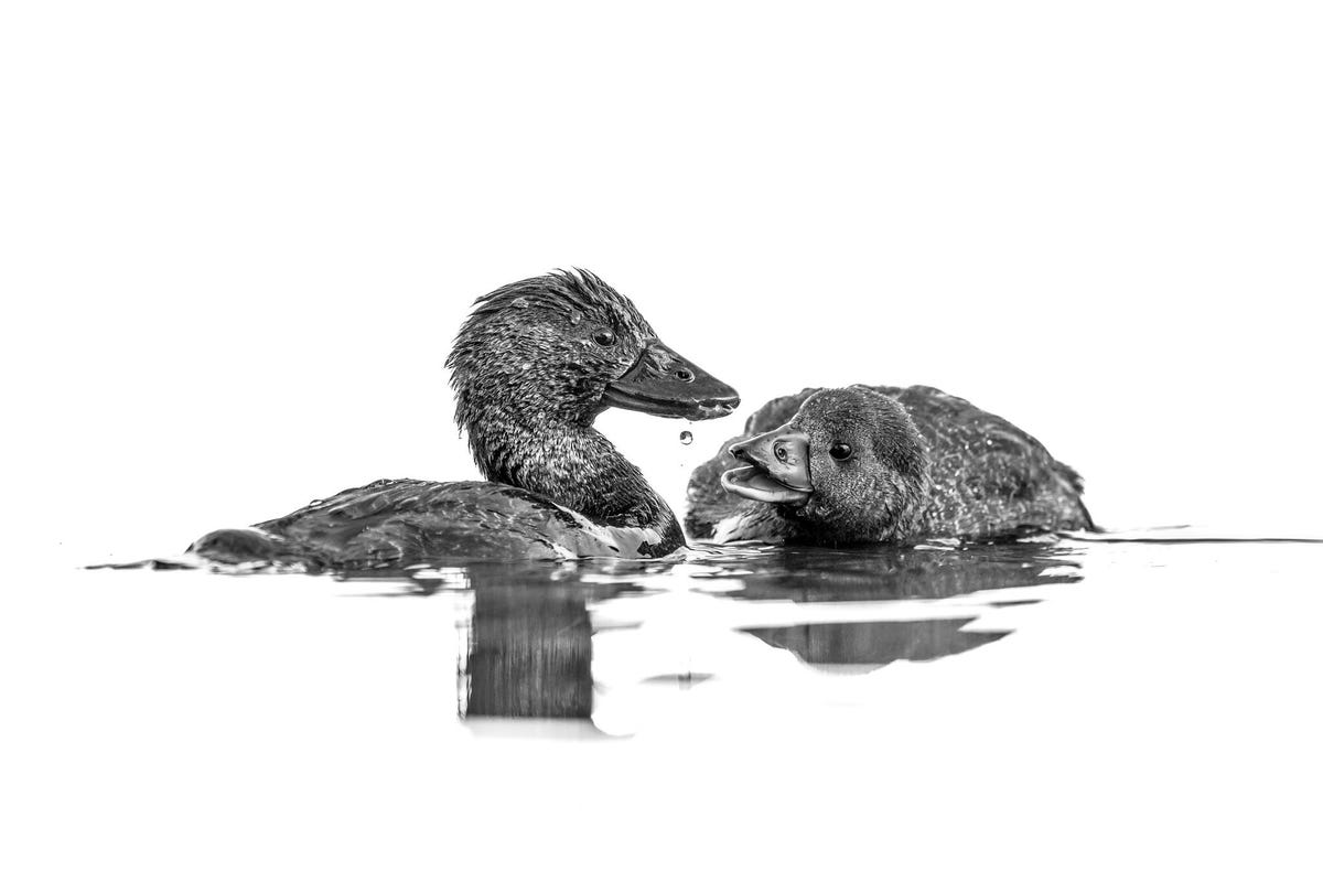 A parent duck and a juvenile float together in the water at feeding time.