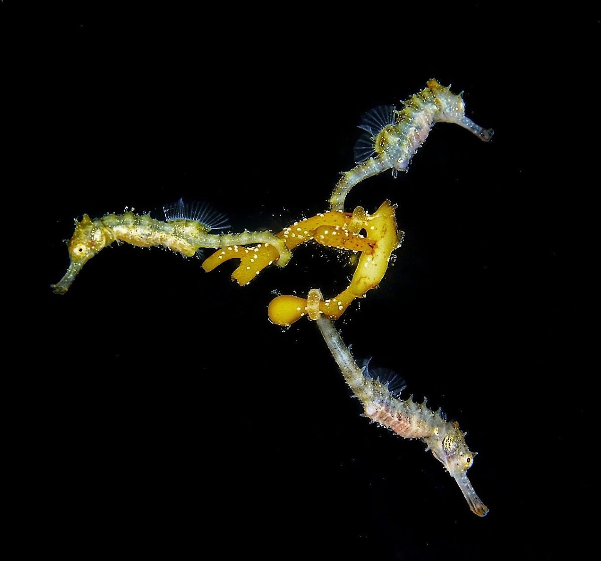 Three big-belly seahorse fry in the waters off Victoria, Australia.