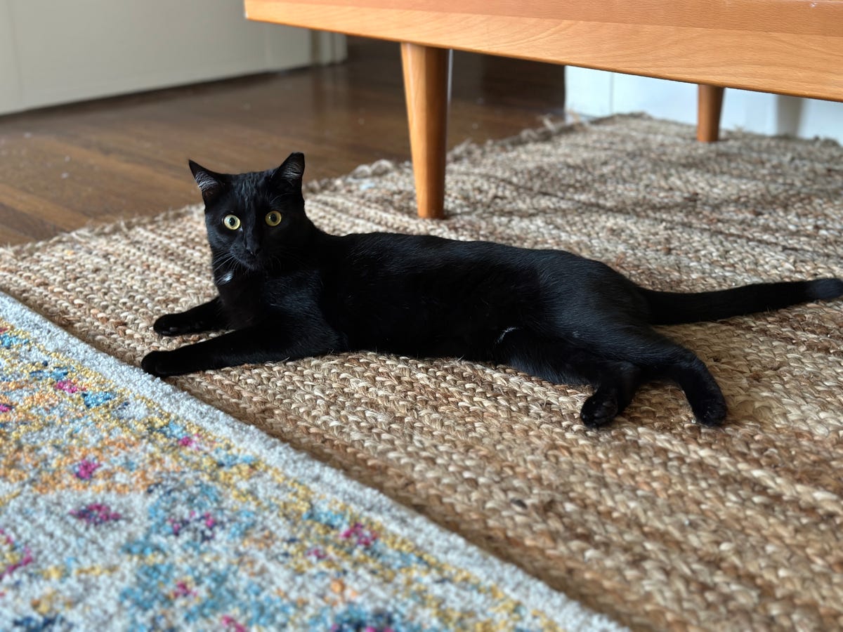 A black cat lounging on a rug