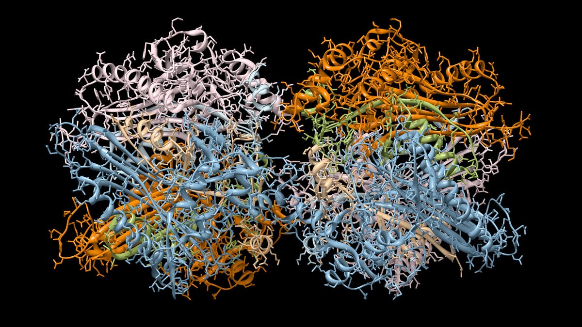the protein folding structure of an immunoglobulin molecule