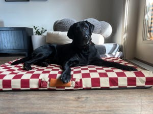 Image of article: Best Dog Beds of 2024    …