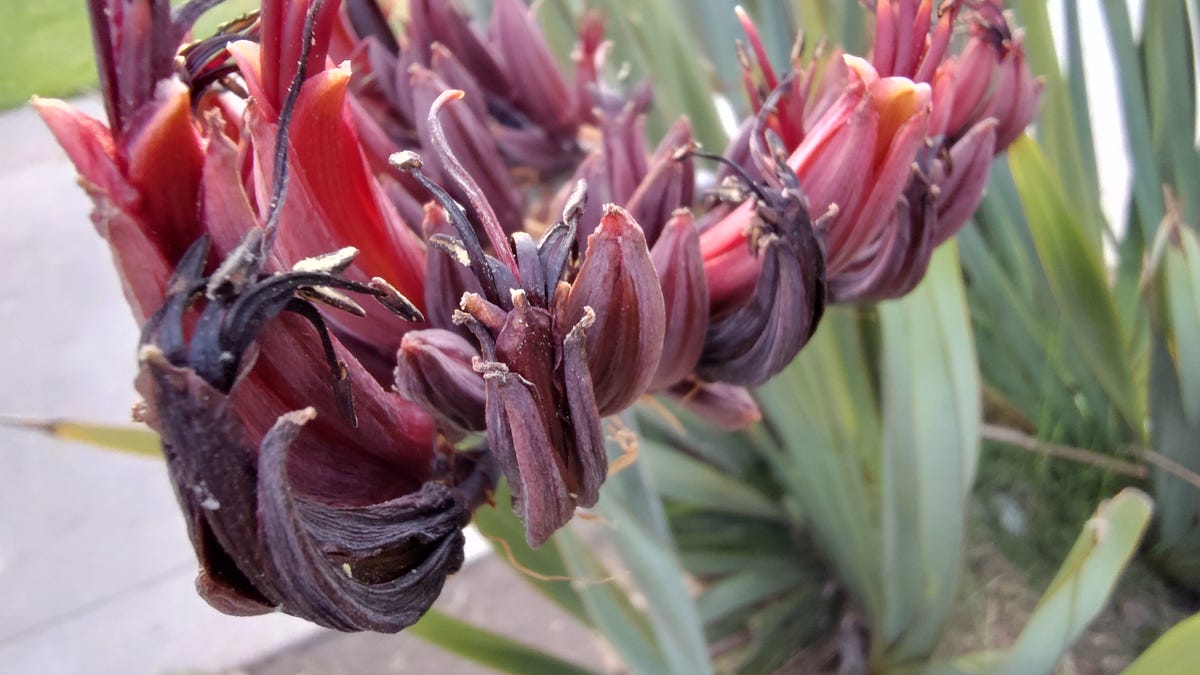 A close-up photo of deeply red-purple flowers.
