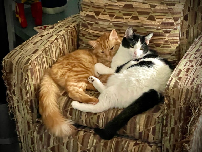Two cats, one orange and the other black and white, cuddle together on a worn down armchair that doubles as a scratching post.