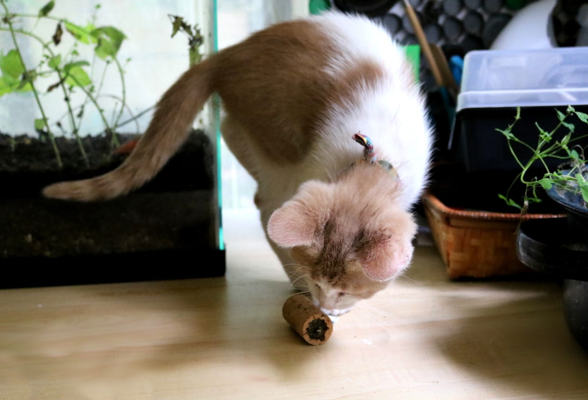 cat playing with catnip toy