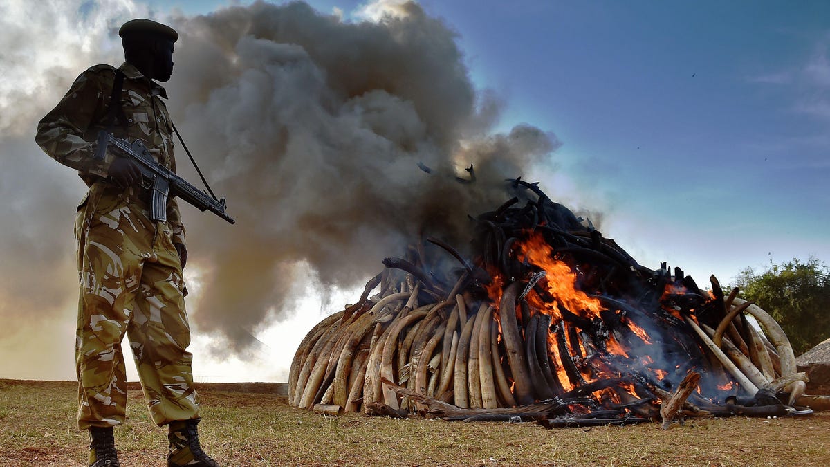 A Kenyan wildlife services officer guards a pile of 15 tons of elephant ivory, which is being burned to prevent its sale and discourage poaching.