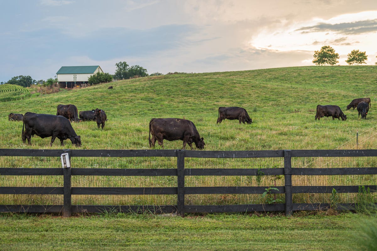 Herd of cattle grazing in a fenced in field at sunset