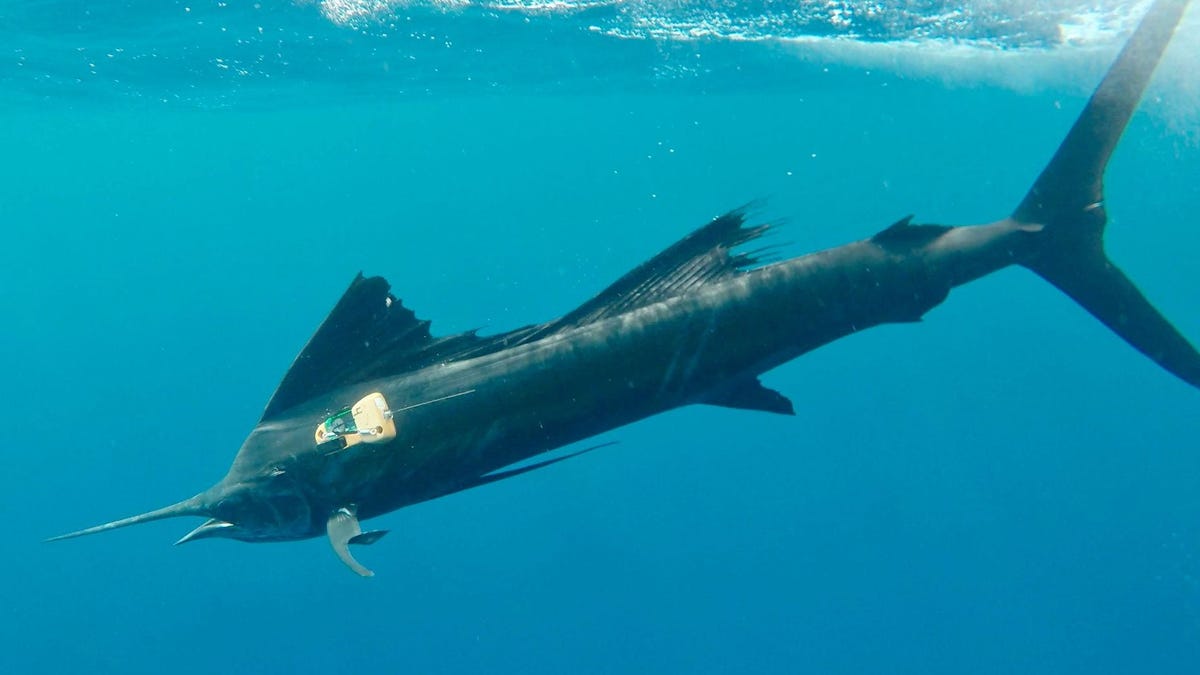 Blue ocean water with a long, gray sailfish with pointy nose and wide fins. It&apos;s wearing a camera and sensor package on its side behind its head.