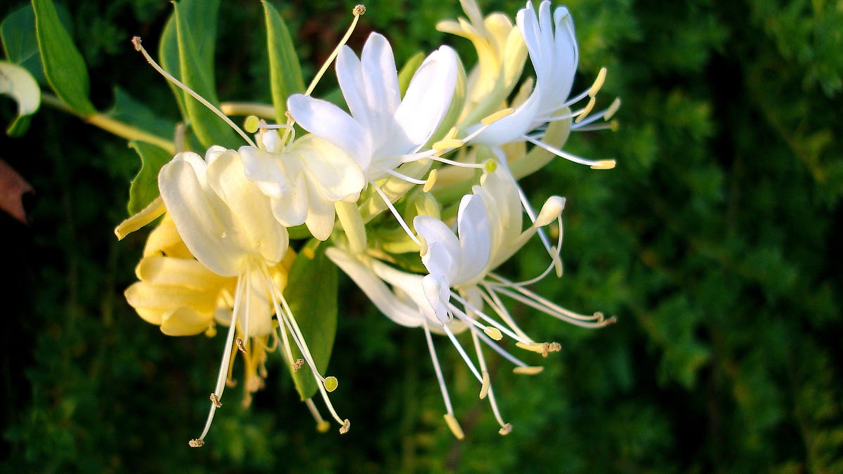 A cluster of honeysuckle blossoms outdoors