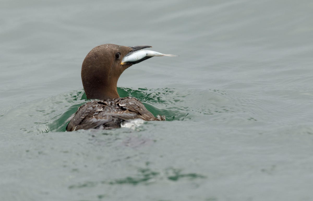 I photographed this common murre with a huge 600mm lens that magnifies subjects but makes it harder to frame the shot from the heaving deck of a ship. This murre just caught a fish in the Pacific Ocean west of San Francisco.