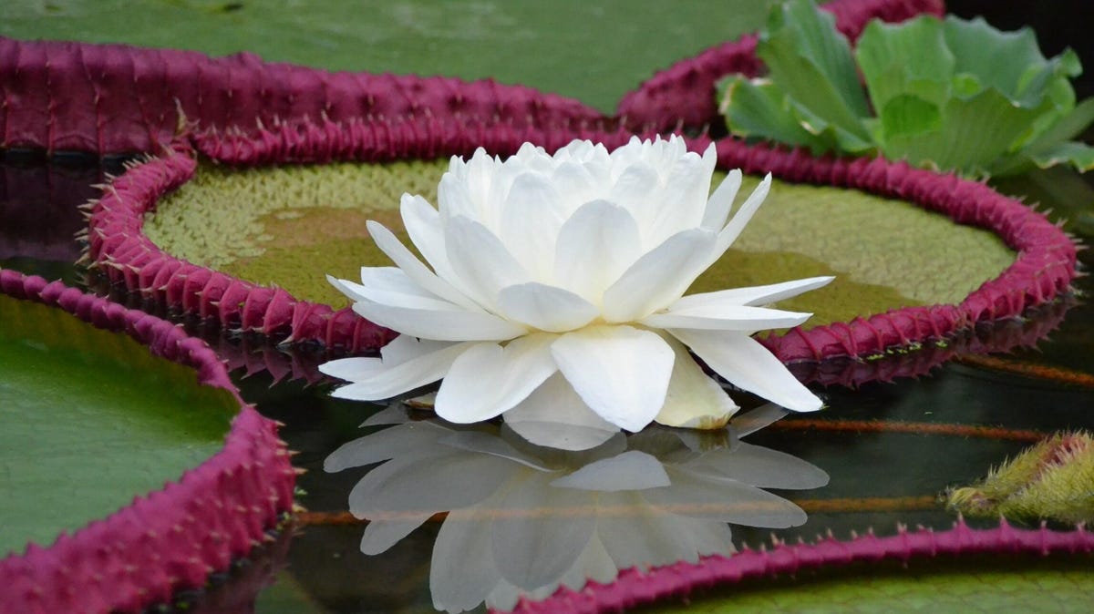A white flower blooms amidst pinkish-rimmed green water lily pads.