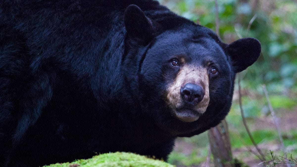 A closeup of black bear with a gentle-looking face, seen in the woods.