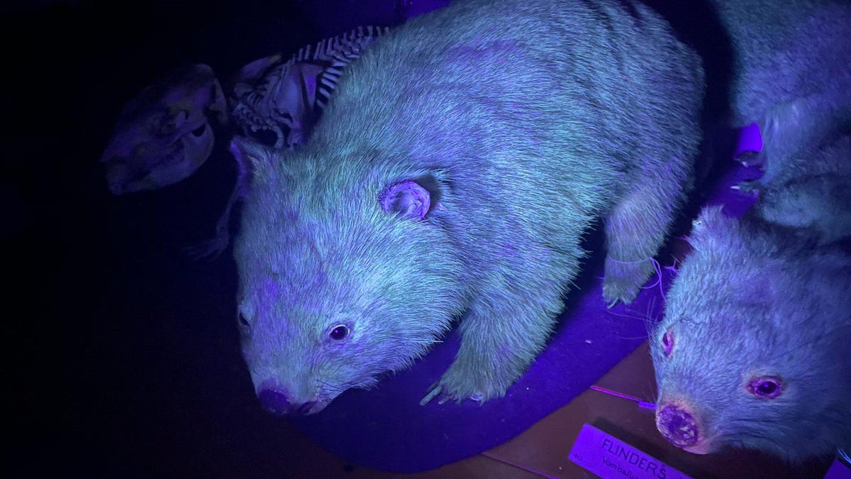 glowing-wombat