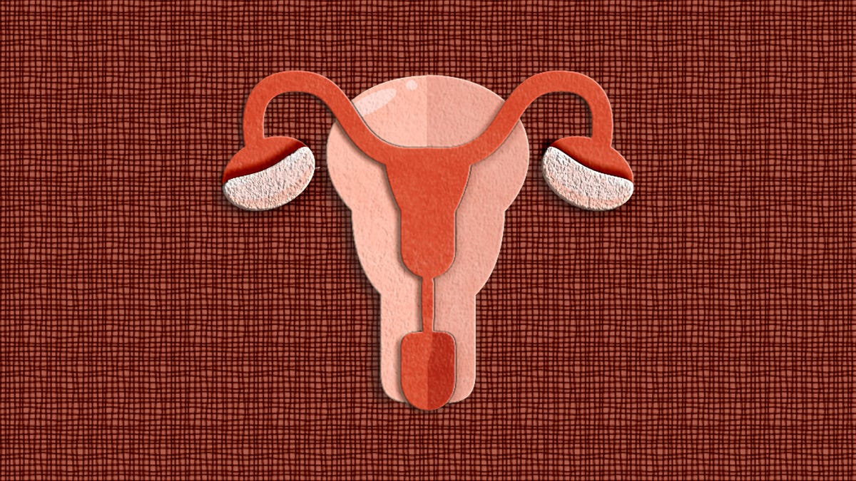 An art design of the female reproductive system