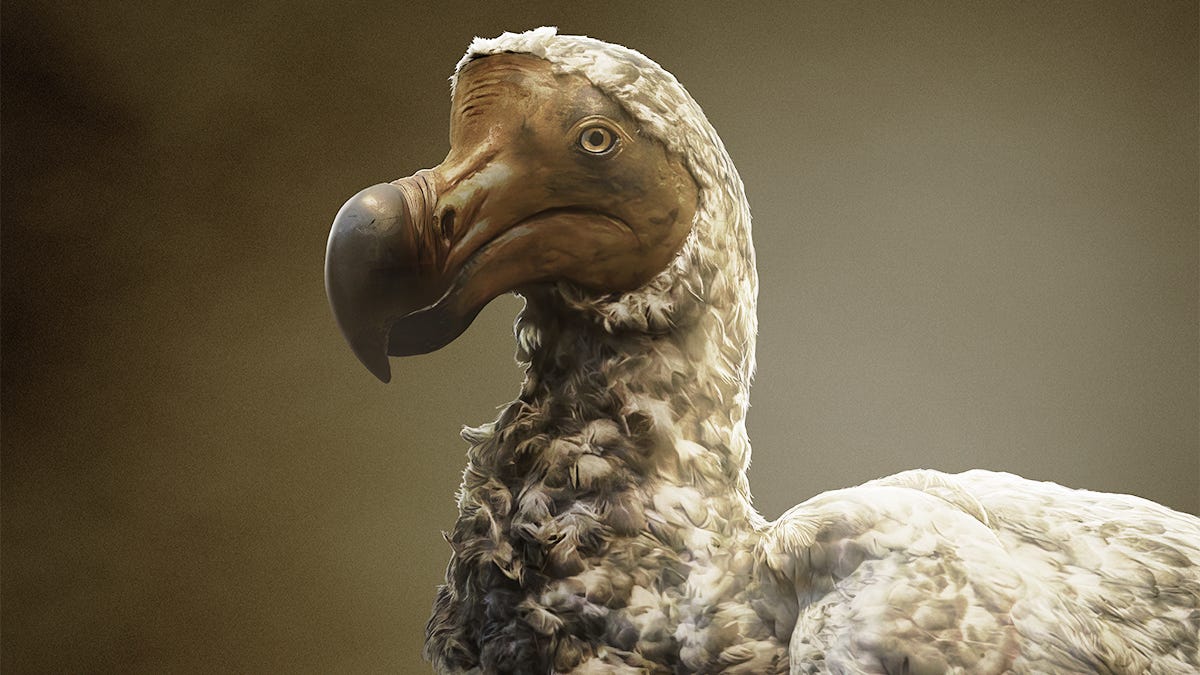 The head of a dodo bird, with light brown and white feathers