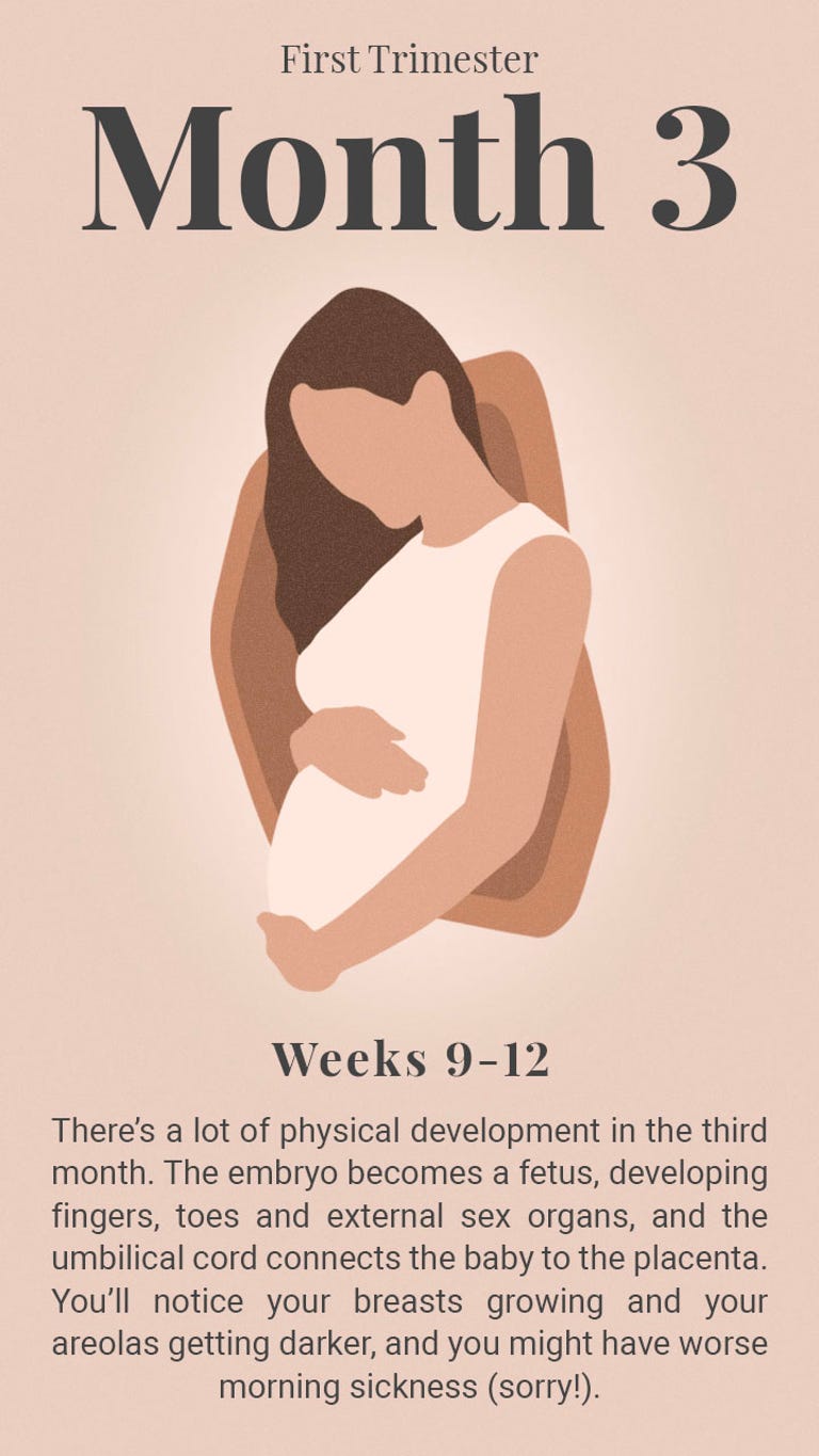 Pregnancy Timeline: What Happens Each Month and Trimester - CNET