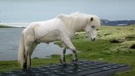 Icelandic horse putting a hoof on a giant computer keyboard