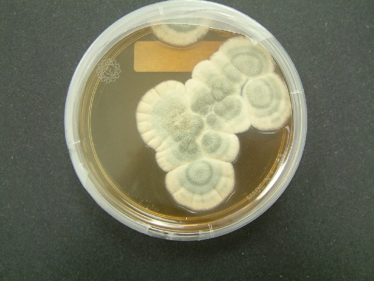 penicillium-chrysogenum.jpg