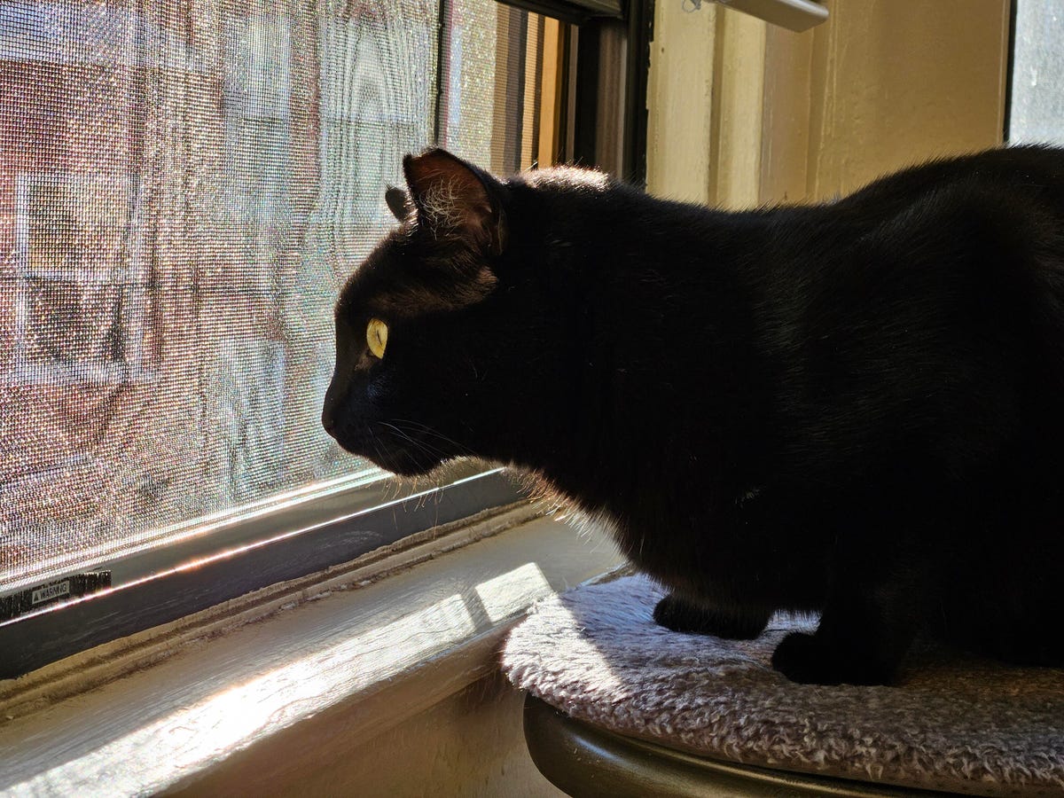 a cat in a window