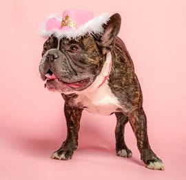 a bulldog wearing a pink cowboy hat