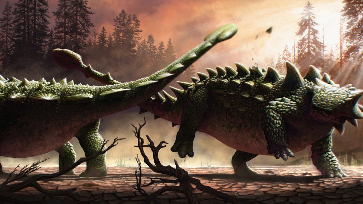 Two ankylosaurs thwack each other with their spiny club-like tails in an illustration.